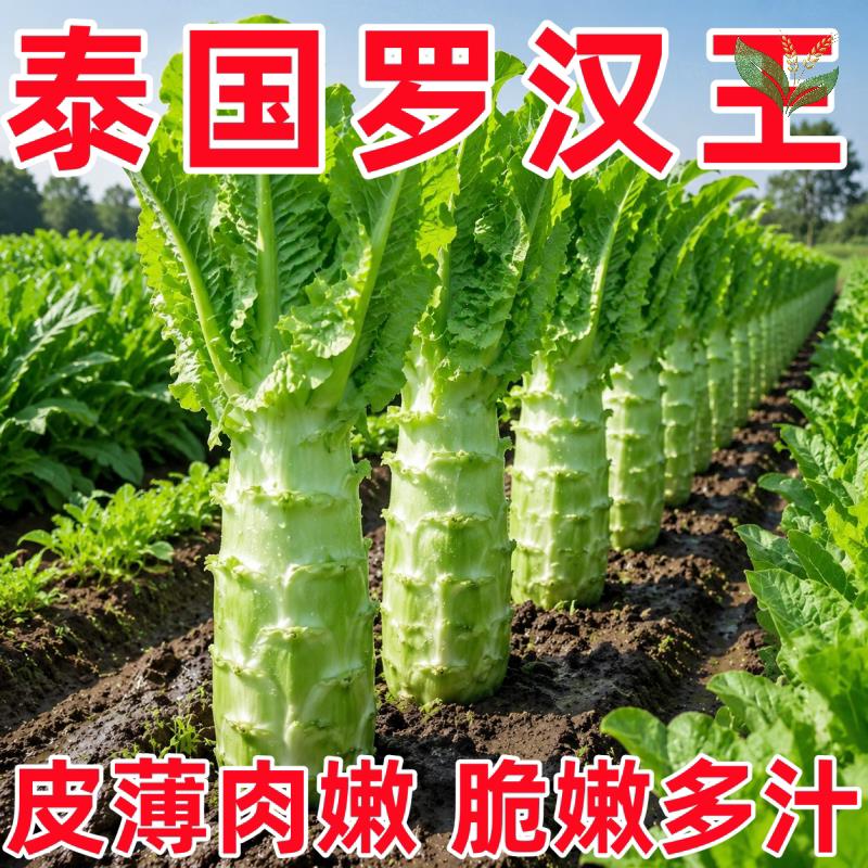 泰国罗汉王莴笋种籽薄皮肉绿竹节香莴笋莴苣种籽四季耐热蔬菜种子