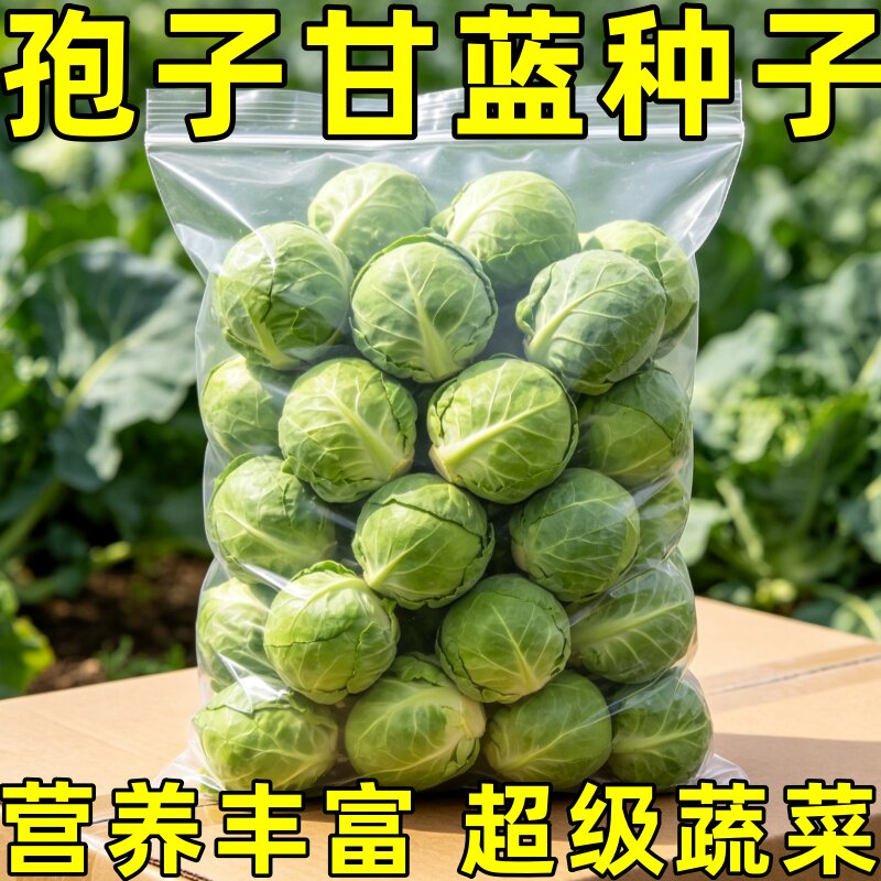 孢子甘蓝种子抱子甘蓝种子高产小包菜籽庭院农家四季种植蔬菜籽
