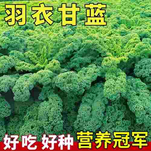 减肥神器羽衣甘蓝耐寒蔬菜种子