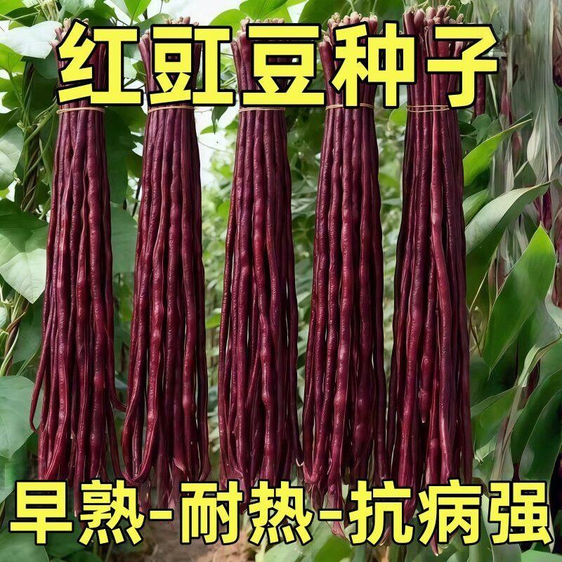 春秋红豇豆种籽特长紫红豆角种孑高产早熟四季播耐热抗病豇豆种子