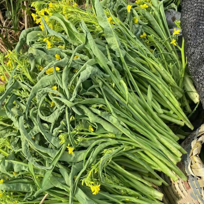柳叶菜心种子桂林甜脆柳叶菜心种苗阳台特色高产桂林菜心蔬菜种子