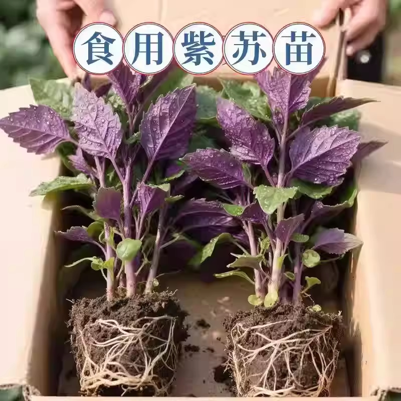 正宗紫苏可食用新鲜紫苏叶鸡冠辣椒香料紫苏子叶新鲜可食用叶子