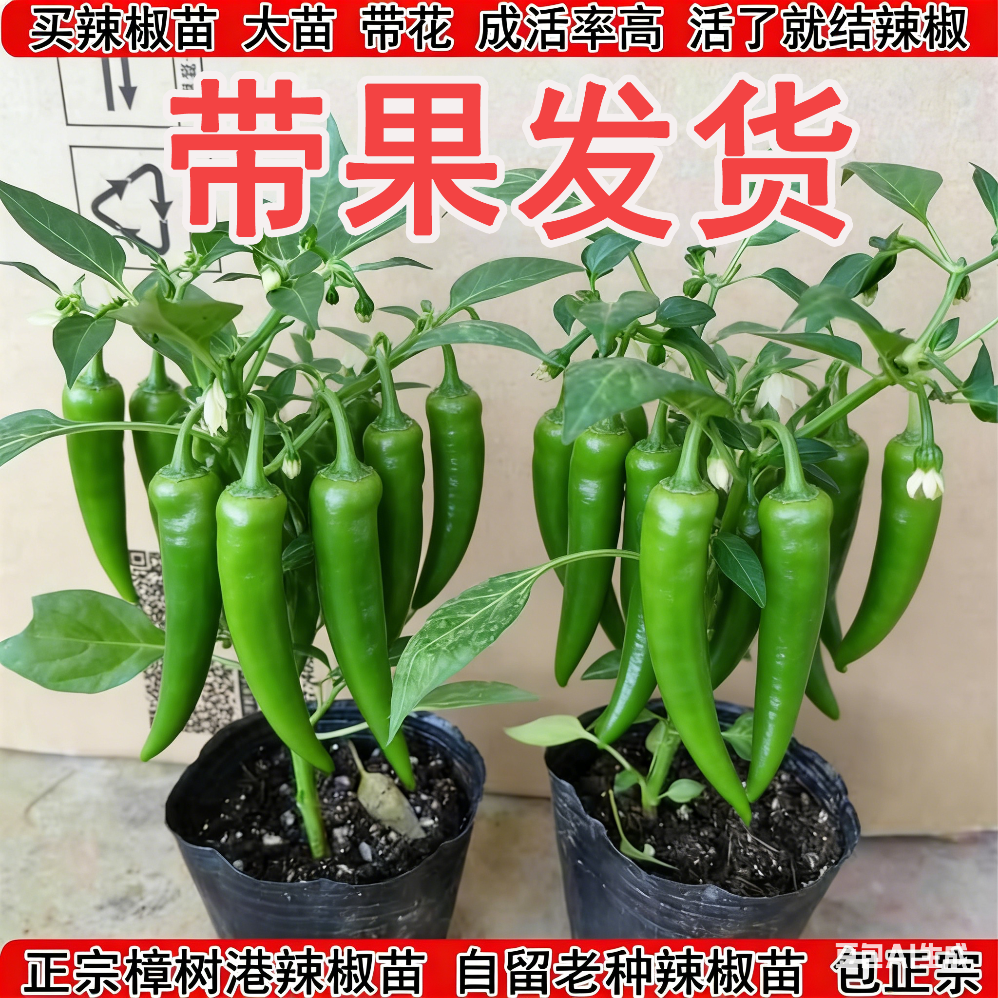 正宗樟树港辣椒苗原产地核心产区带叶带土发货湖南辣椒苗蔬菜苗子