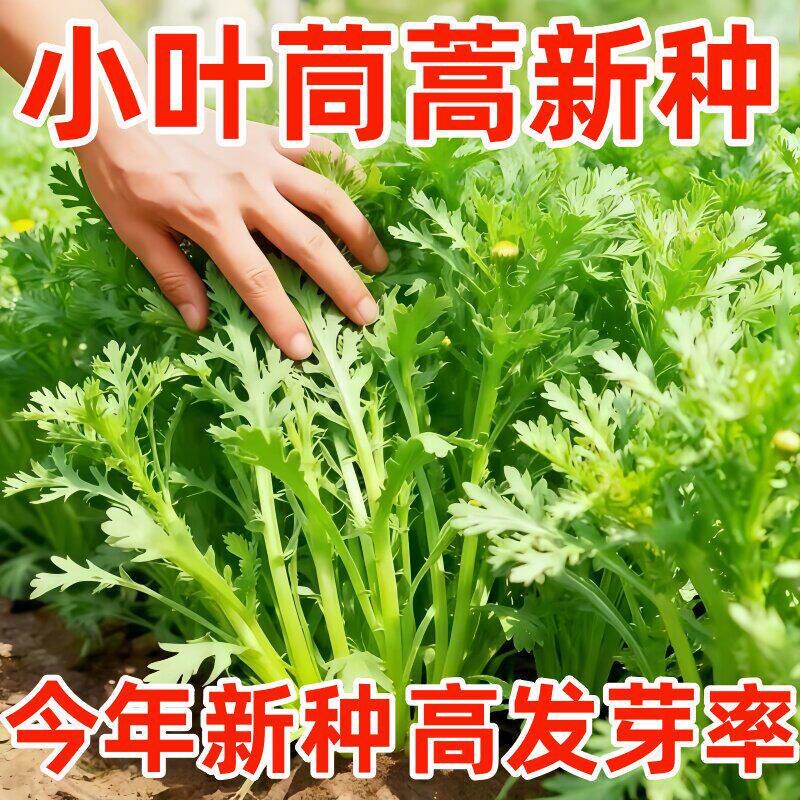 小叶茼蒿皇帝菜新鲜蔬菜耐寒青菜生吃火锅菜农家自种茼蒿