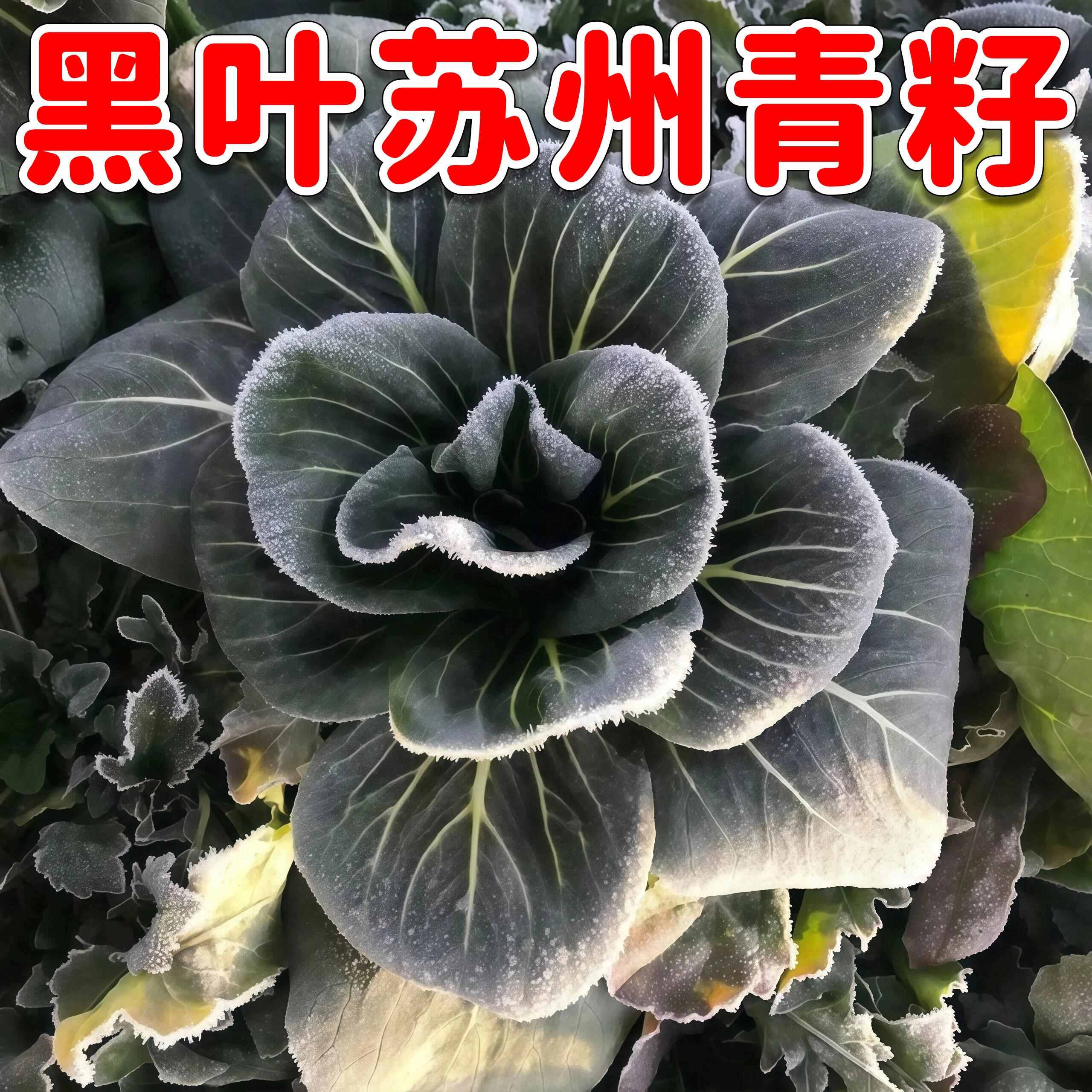 正宗黑叶苏州青大头黑油菜种子秋冬耐寒黑菜籽乌菜蔬菜种子大全
