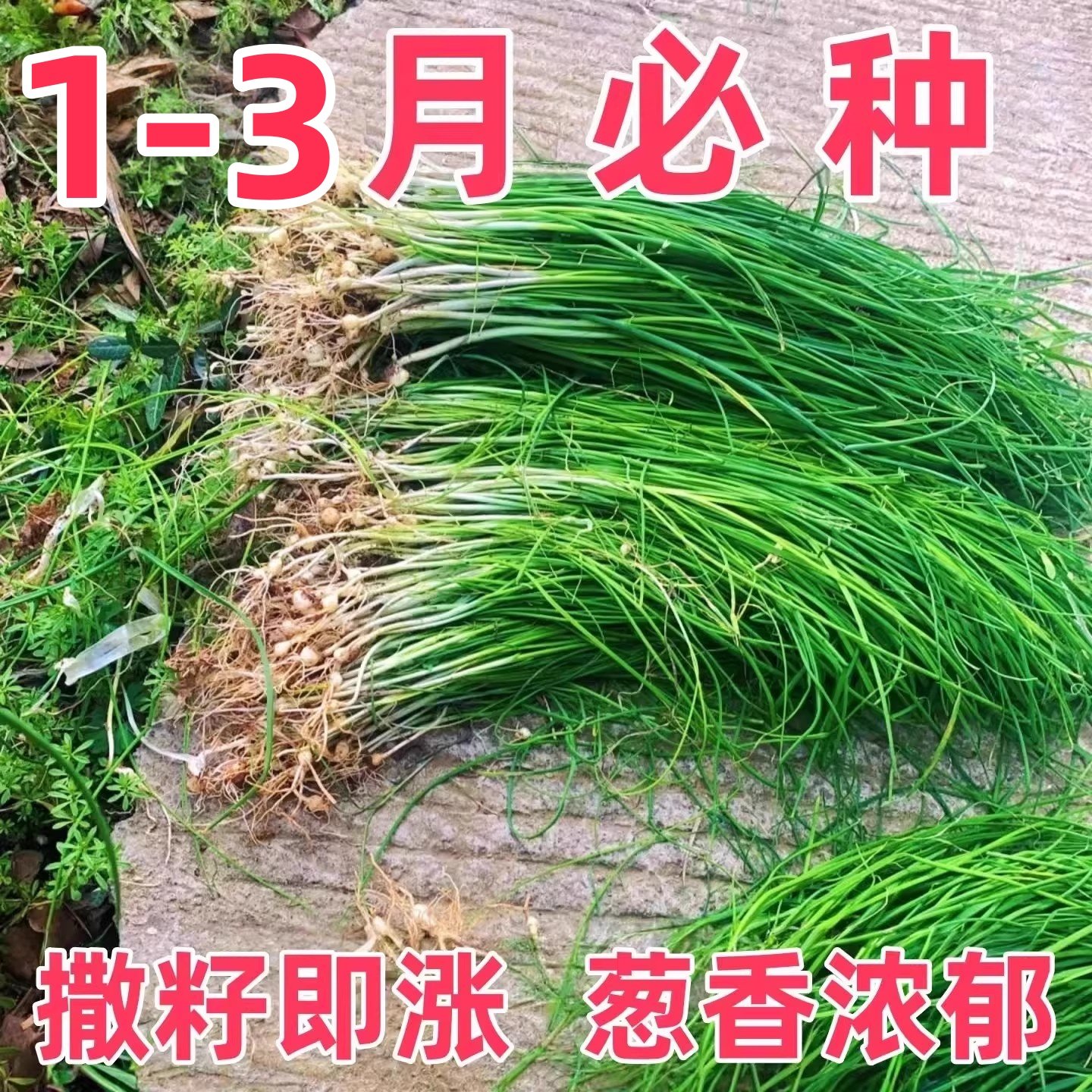 野葱新鲜野菜深山现挖小根蒜胡葱野生葱百香葱野菜苦藠头种子四季,鲜花速递/花卉仿真/绿植园艺,红掌/凤梨/温室花卉,淘宝优惠券,粉丝福利购,淘宝优惠卷