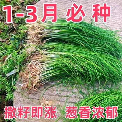 野葱新鲜野菜深山现挖小根蒜胡葱野生葱百香葱野菜苦藠头种子四季