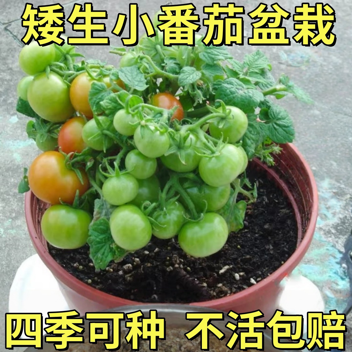 矮生小番茄苗盆栽带花带果四季开花圣女果西红柿苗水果阳台爆果