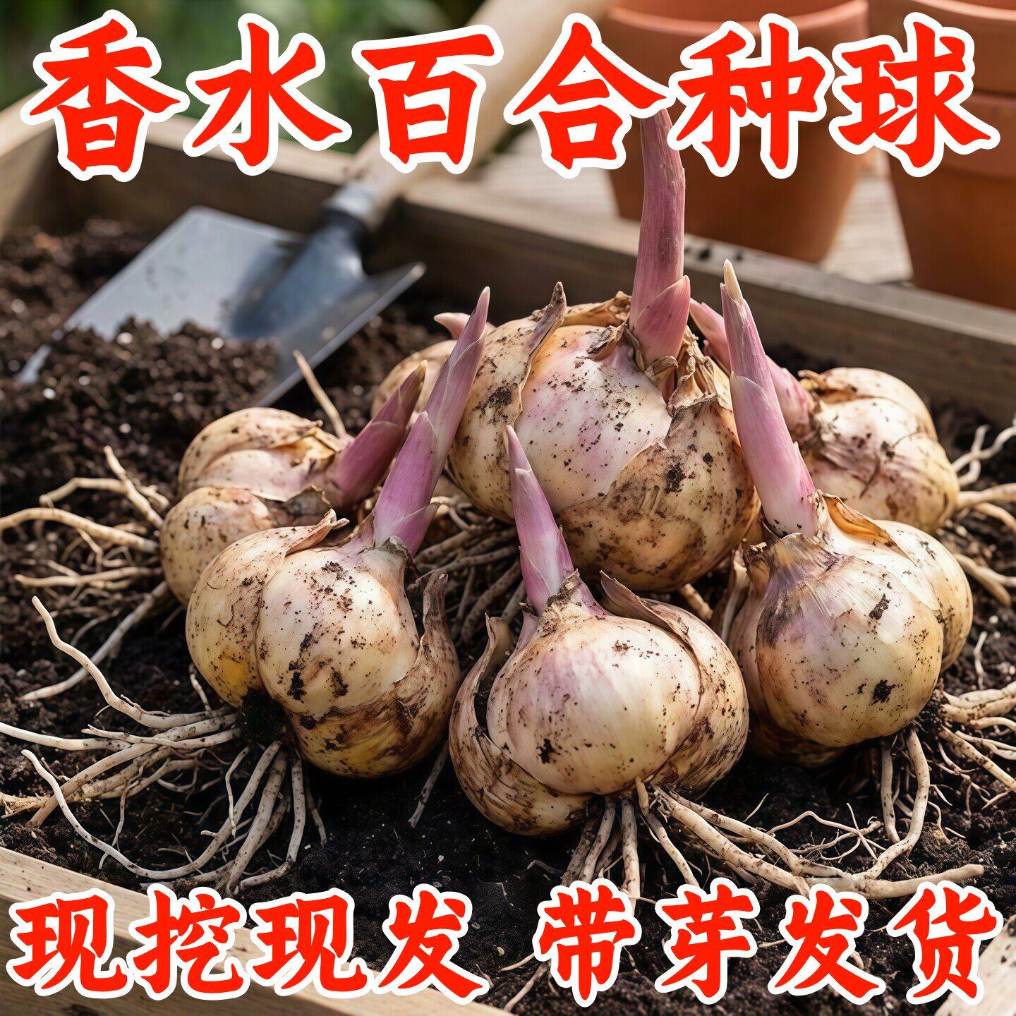 进口香水百合种球四季开花室内外阳台多头百合花浓香耐寒好养种植