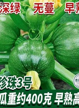 无蔓绿珠小青瓜种子早熟小南瓜种子短藤无蔓农户大田高产蔬菜种子