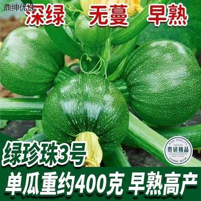 无蔓绿珠小青瓜种子早熟小南瓜种子短藤无蔓农户大田高产蔬菜种子
