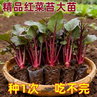 寿光红菜苔苗秧苗老品种青菜苔苗湖北洪山红油菜苔苗种子秋冬菜苗