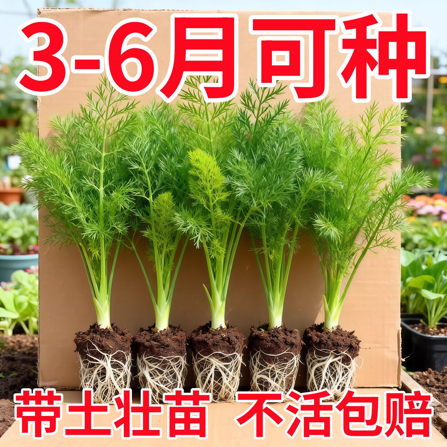 新鲜茴香苗割茬茴香割完又长食用味道浓郁四季盆栽阳台带土秧苗