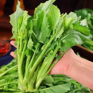 广州板蓝根青菜苗种子蔬菜种植盆栽阳台秋冬耐寒易活现拔现发带泥