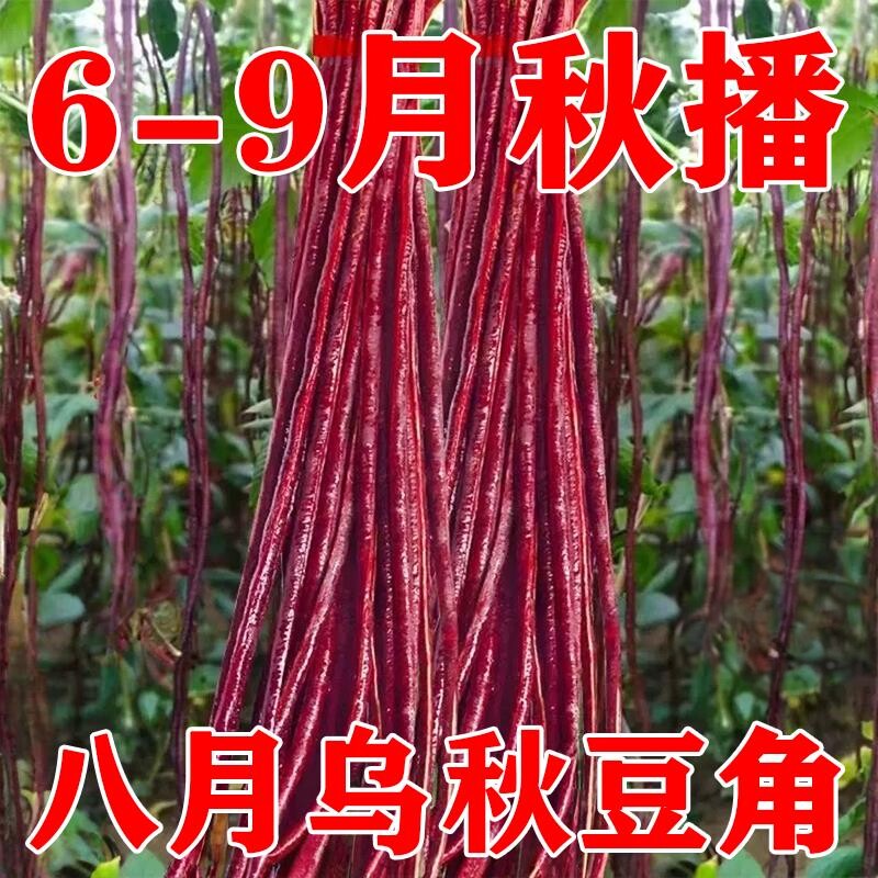 乌秋豆角种子八月紫红豇豆角十月红农家老品种蔬菜籽春夏秋高产