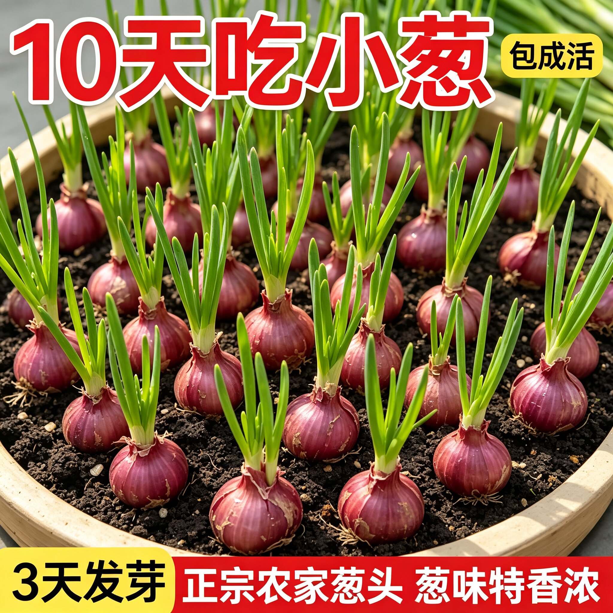 四川正宗红葱四季小香葱红根香葱根苗盆栽阳台庭院种植新鲜红葱头