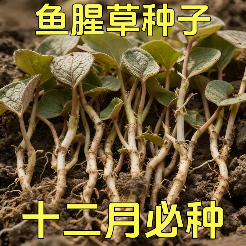 野生鱼腥草种子种苗+四川正宗新鲜折耳根苗家庭园艺四季盆栽,鲜花速递/花卉仿真/绿植园艺,红掌/凤梨/温室花卉,淘宝优惠券,粉丝福利购,淘宝优惠卷