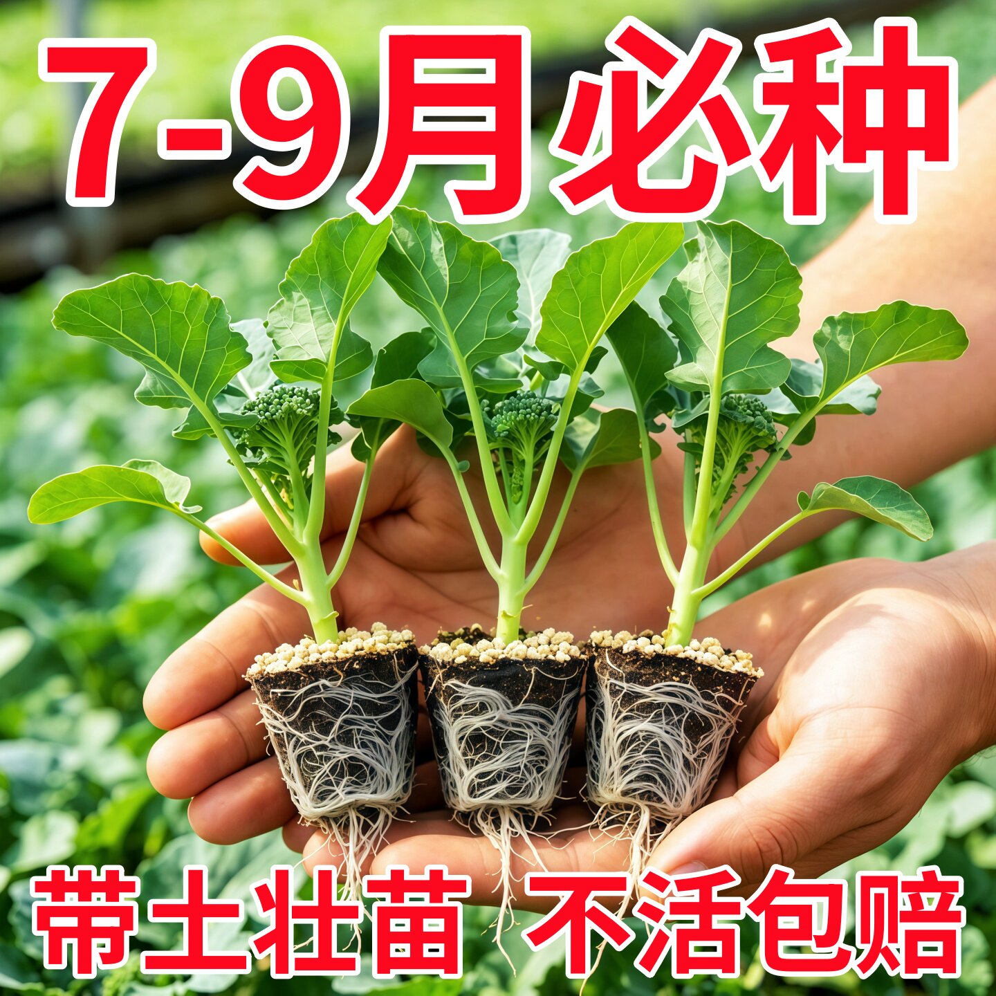 正宗西兰花花菜绿甘蓝紫甘蓝蔬菜苗西蓝苔秧苗四季秋冬盆栽种苗