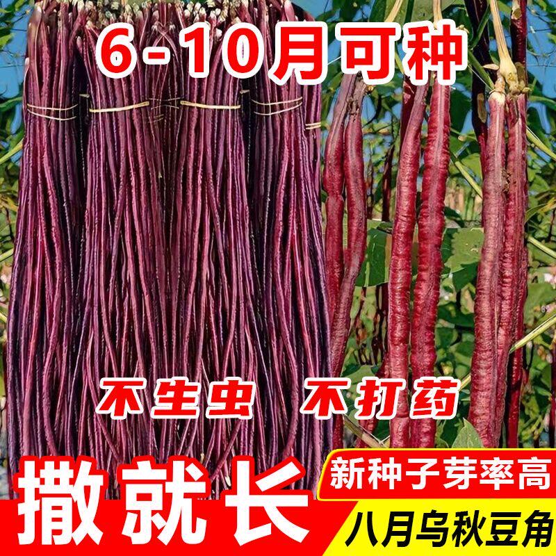 八月乌秋豆角种子特长红豇豆籽紫架豆夏秋季十月红高产耐热蔬菜种