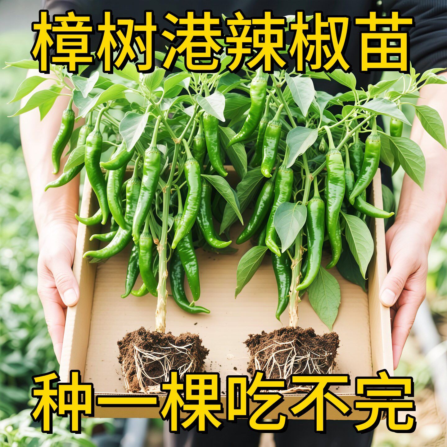 正宗樟树港辣椒苗秧苗带土球正品四季阳台盆栽庭院绿薄皮辣椒种子