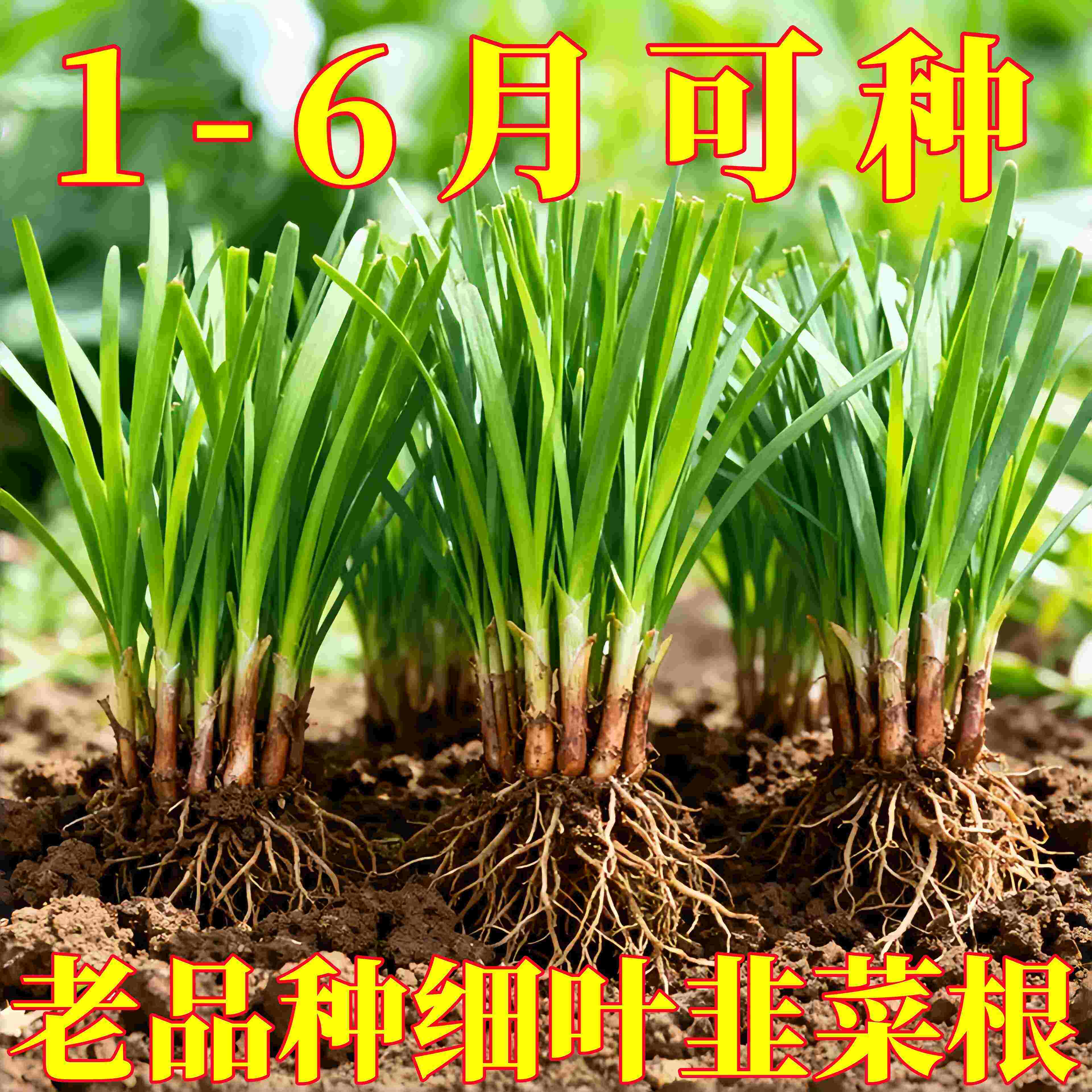 农家特香本地韭菜根头茬小叶土韭菜根四季栽种韭菜苗阳台庭院绿植