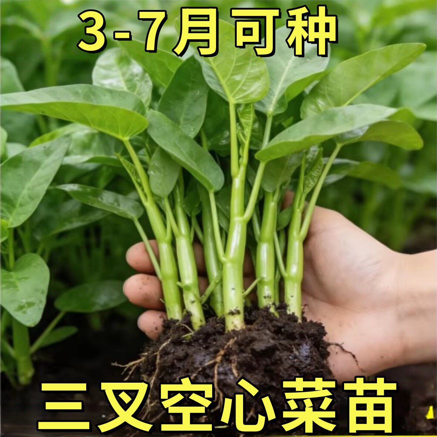 三叉空心菜苗四季好养蔬菜种子带根带土多茬大叶高产新鲜秧苗