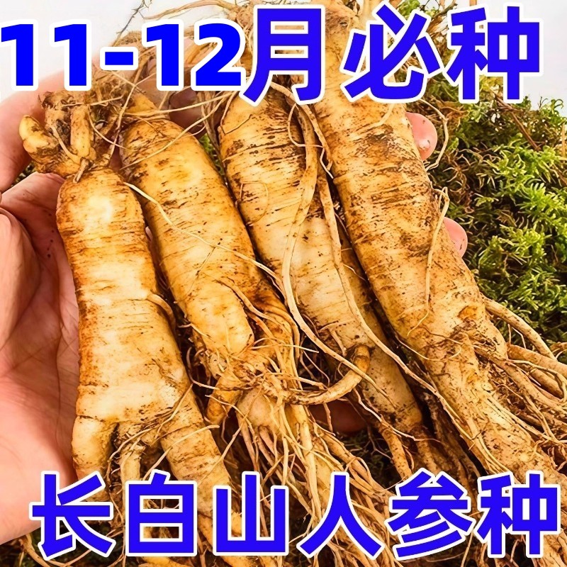 长白山人参种籽子种植 人参种子人参苗种植 盆栽西洋参山参种籽孑