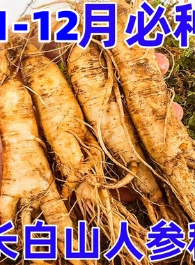 长白山人参种籽子种植 人参种子人参苗种植 盆栽西洋参山参种籽孑