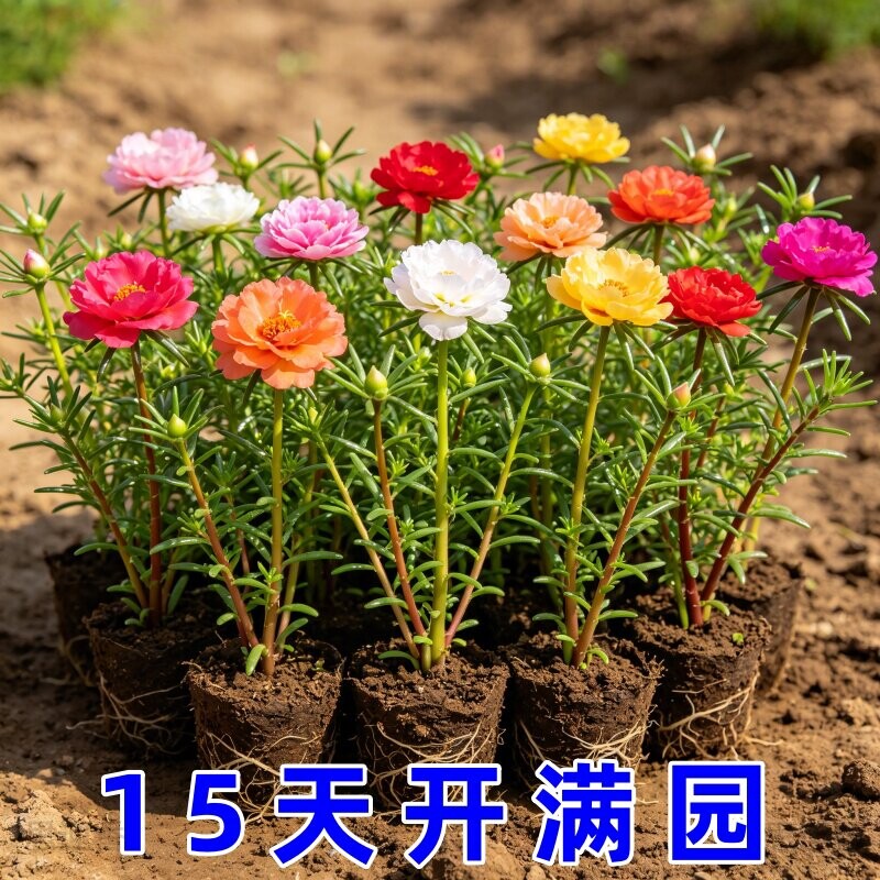 重瓣太阳花苗宿根枝条带根带花苞盆栽室内外好养花卉四季绿植开花