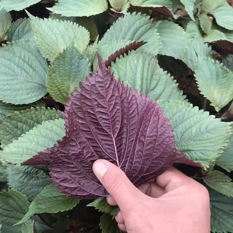 紫苏种子可食用子双面紫苏种苏子叶蔬菜籽阳台种菜苏麻野菜籽