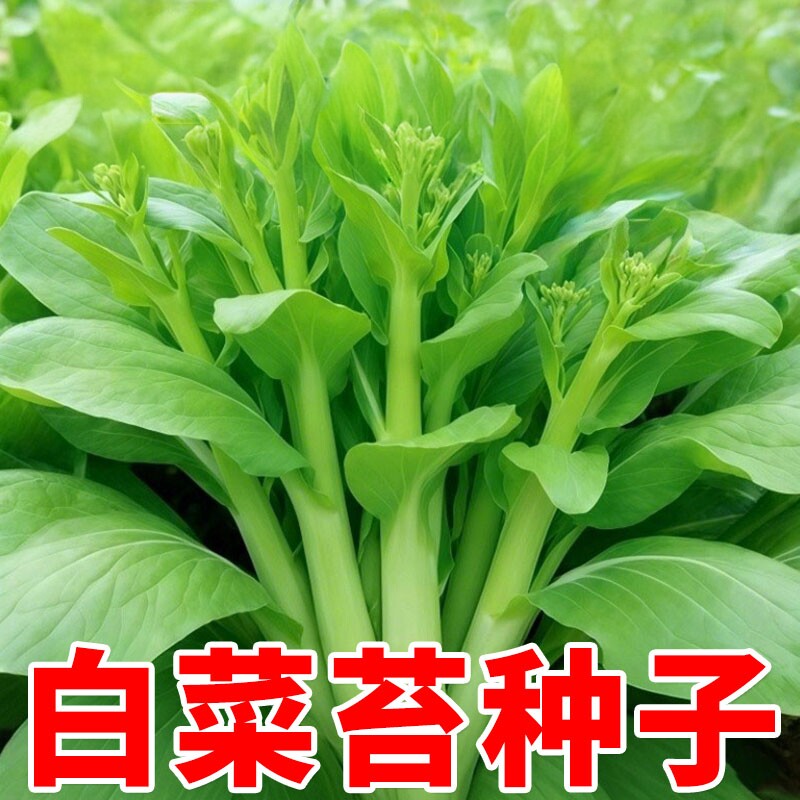 速生白菜苔种子四季早熟奶油白菜台种籽四九菜心蔬菜种植阳台庭院