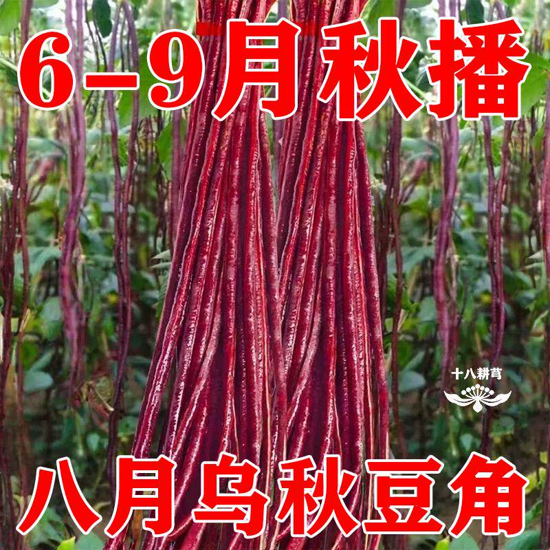 乌秋豆角种子八月紫红豇豆角十月红农家老品种蔬菜籽春夏秋高产