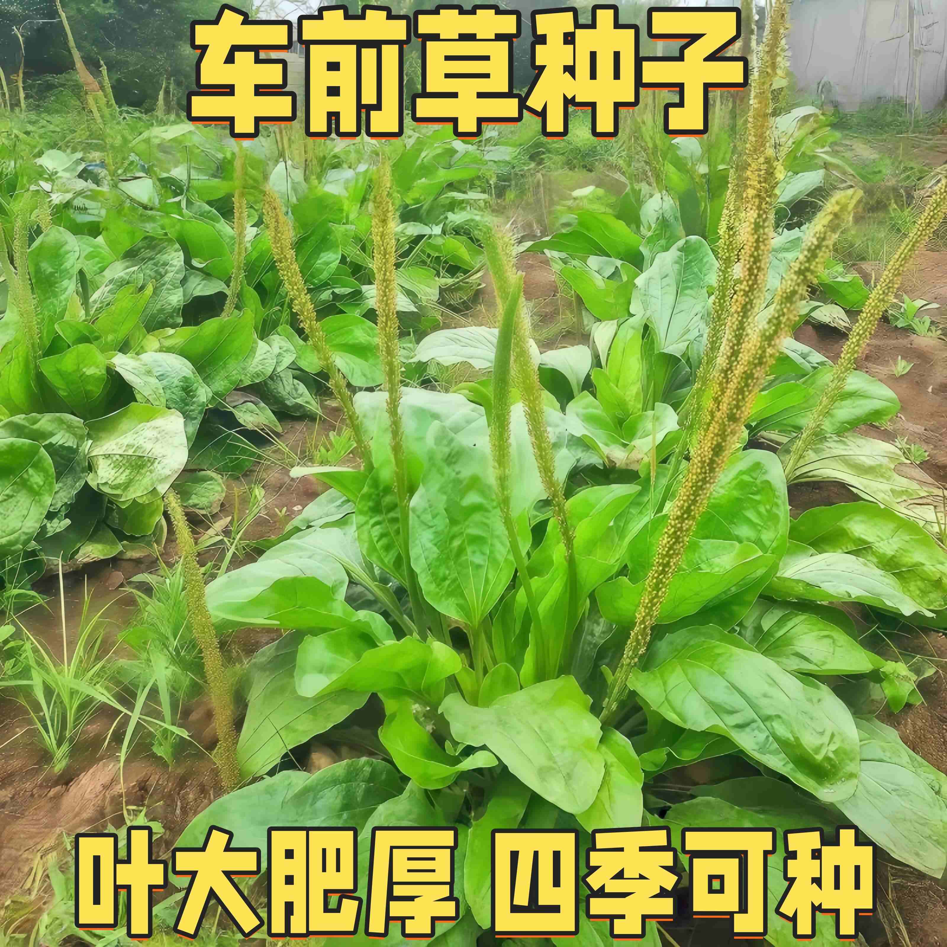 车前草种子车前草野生种子四季种子药食同源四季播种中药材籽种植