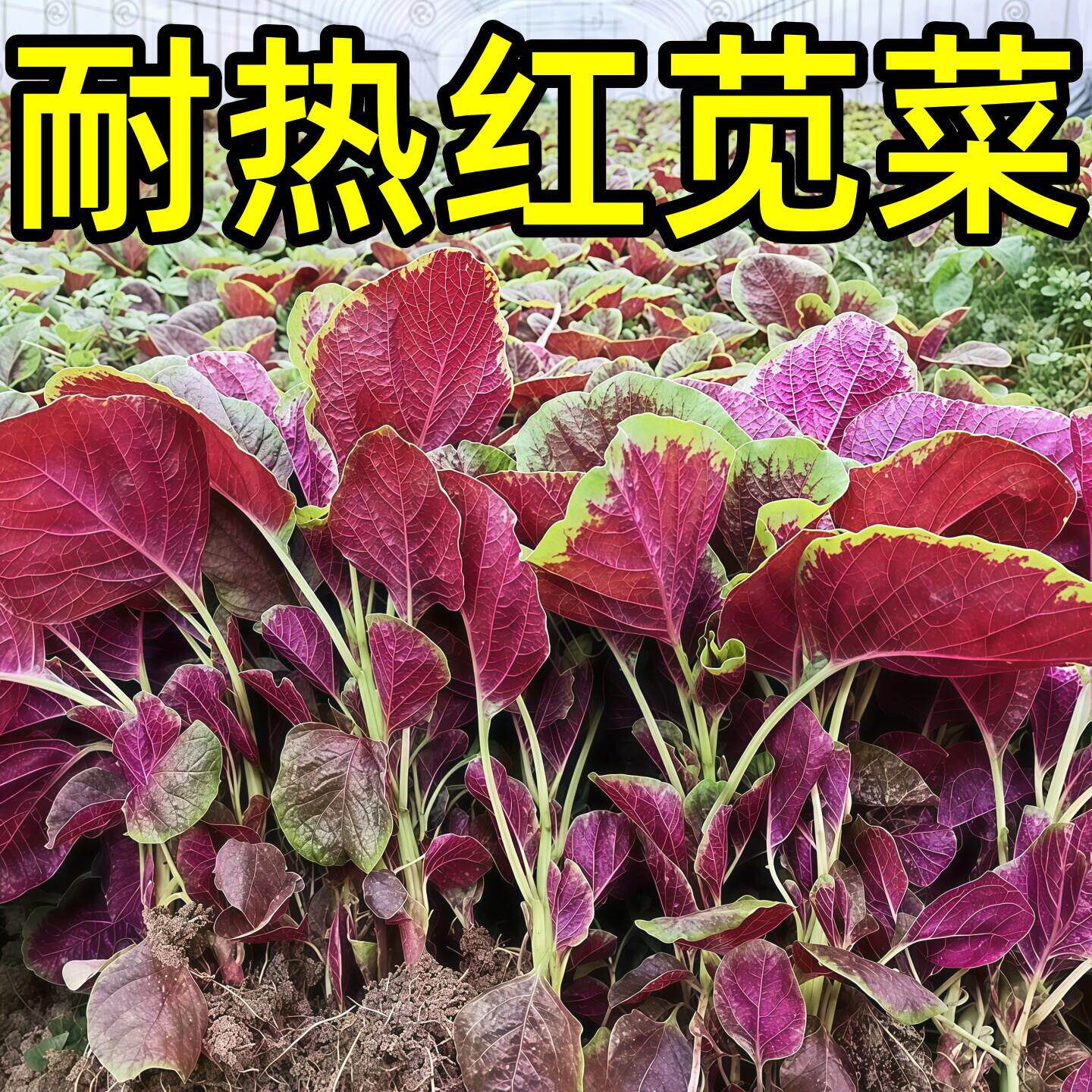 红苋菜红圆叶苋菜农家自种汉菜紫色苋菜红米苋菜新鲜蔬菜汉菜青菜