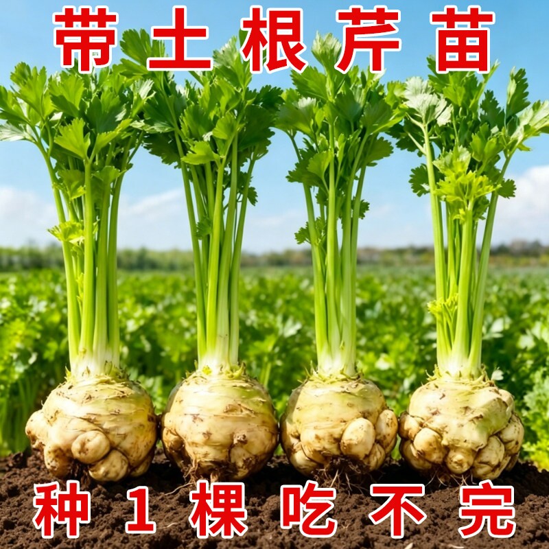根芹球根芹疙瘩山东地中海根芹耐寒秋冬蔬菜正宗根芹老桩阳台种球