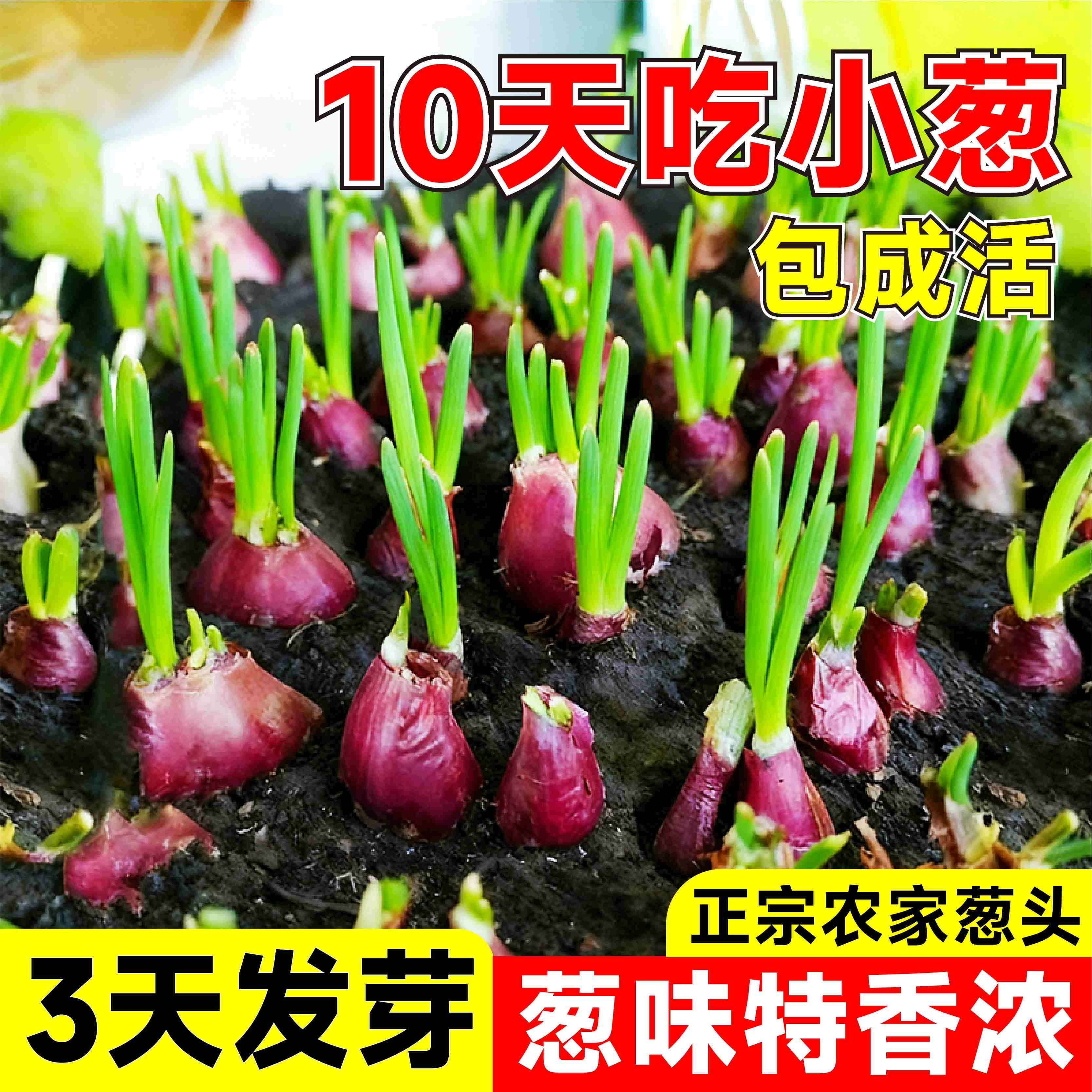 正宗红葱头种子香葱头广东农家干葱头火葱头小葱头四季小香葱种子