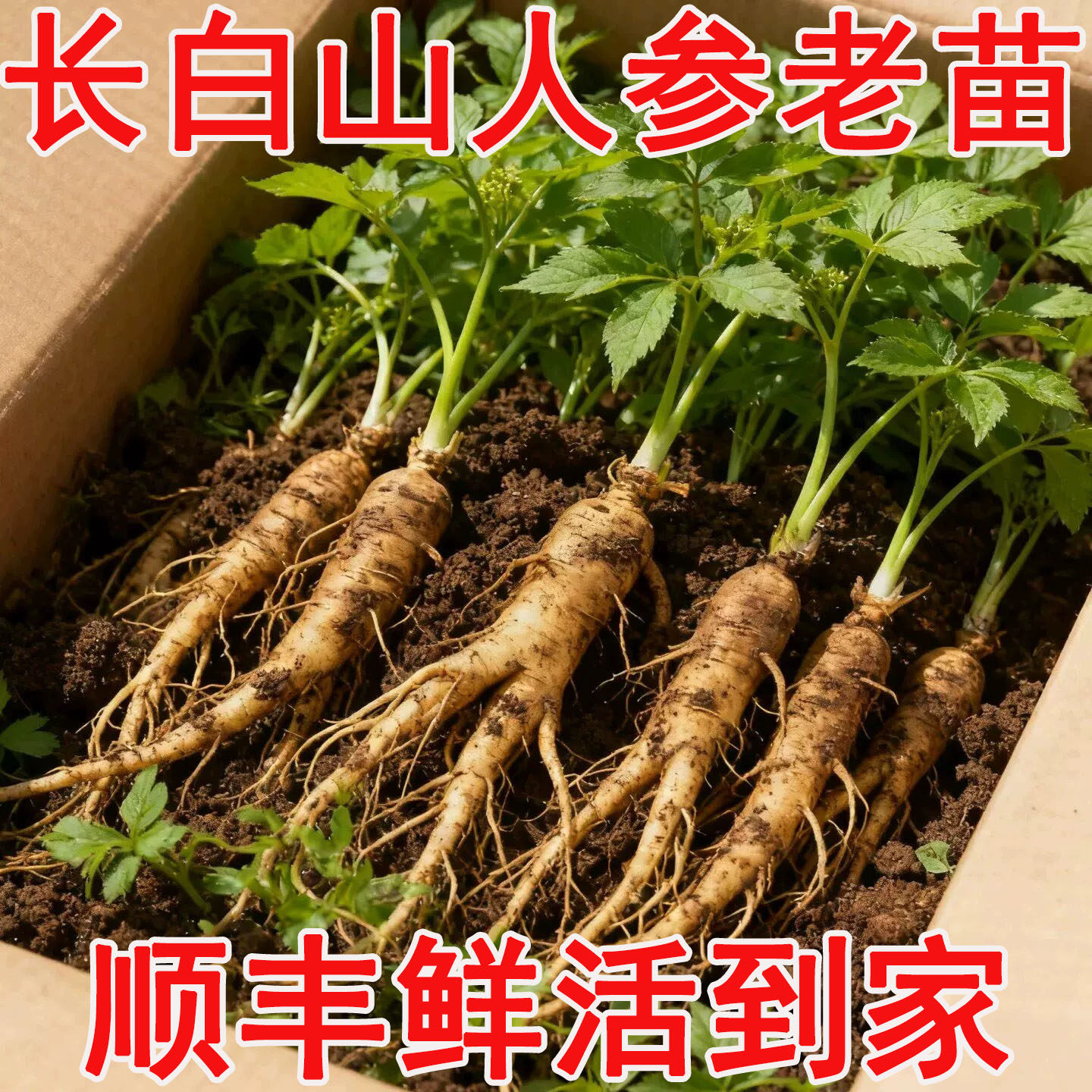 人参种子长白山野山参种子四季易种中药材阳台盆栽庭院易活花卉