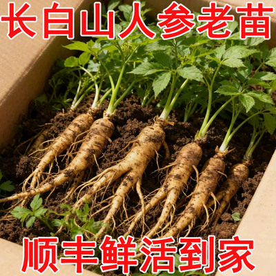 撒籽就活野长白山人参种四季可种