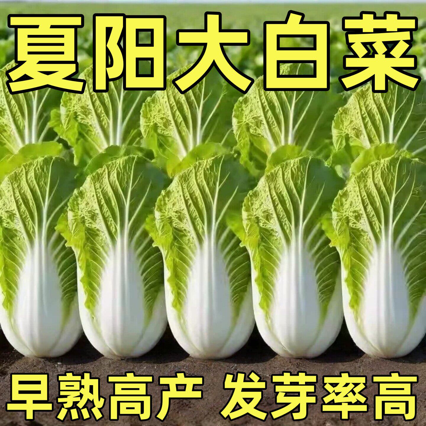 夏阳大白菜种子夏天种的菜50天早熟抗热耐高温夏季蔬菜种籽孑盆栽