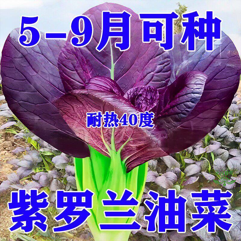 紫罗兰紫油菜种籽上海青抗寒抗热小油菜青梗菜耐寒新鲜蔬菜种子