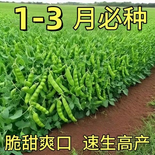 甜脆荷兰豆种子菜豌豆双花双夹高产耐寒农家自种秋冬季豆角菜种子