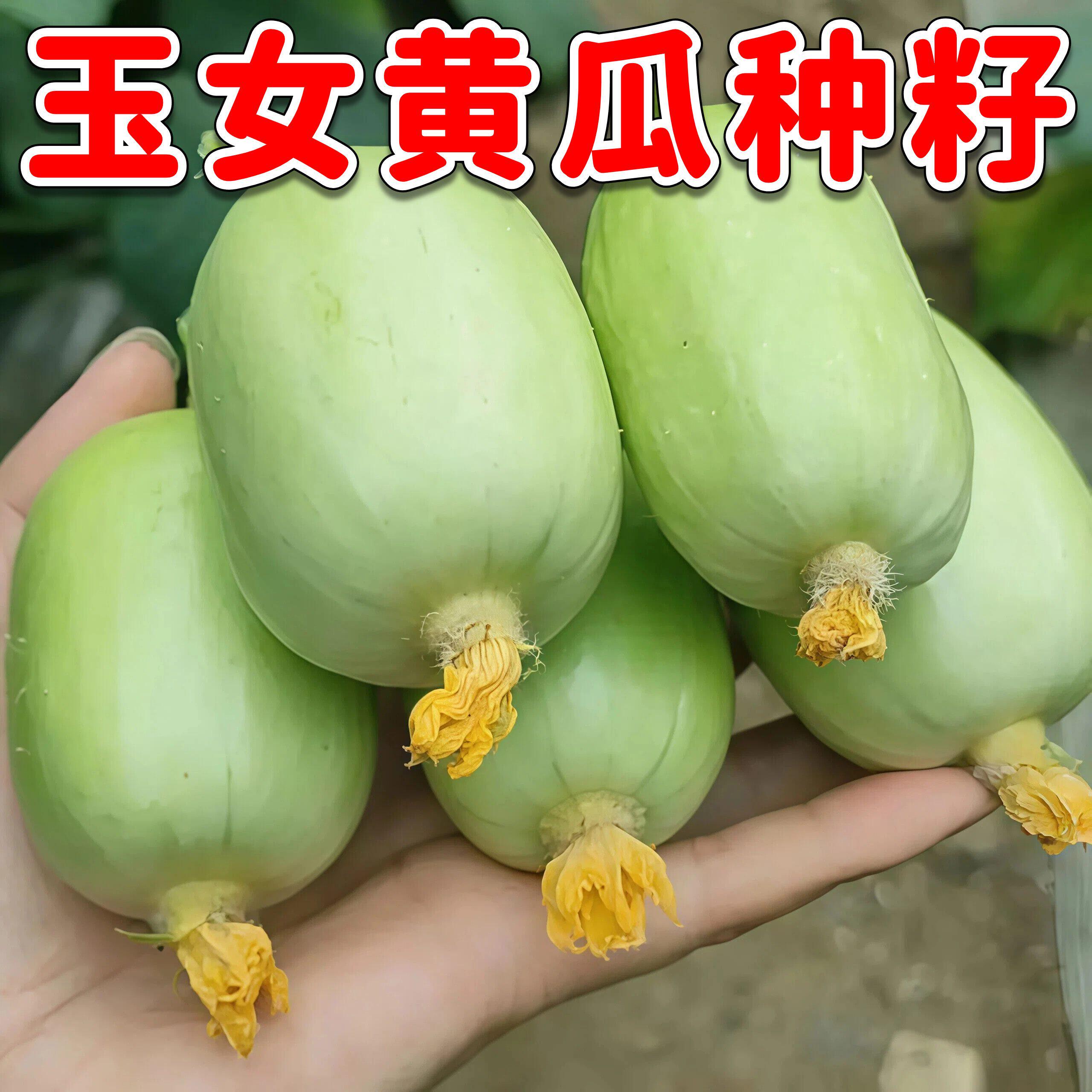 玉女水果黄瓜种子脆甜拇指小黄瓜种籽四季秋阳台盆栽易种蔬菜种孑