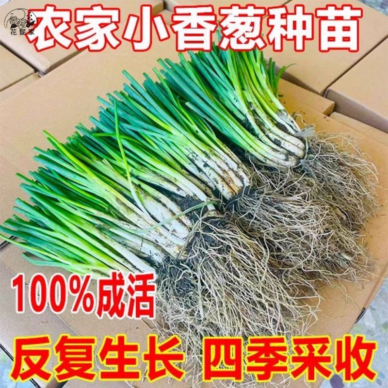 正宗耐寒抗病四季小香葱根苗小细葱秧苗室内外种植秋冬天菜苗