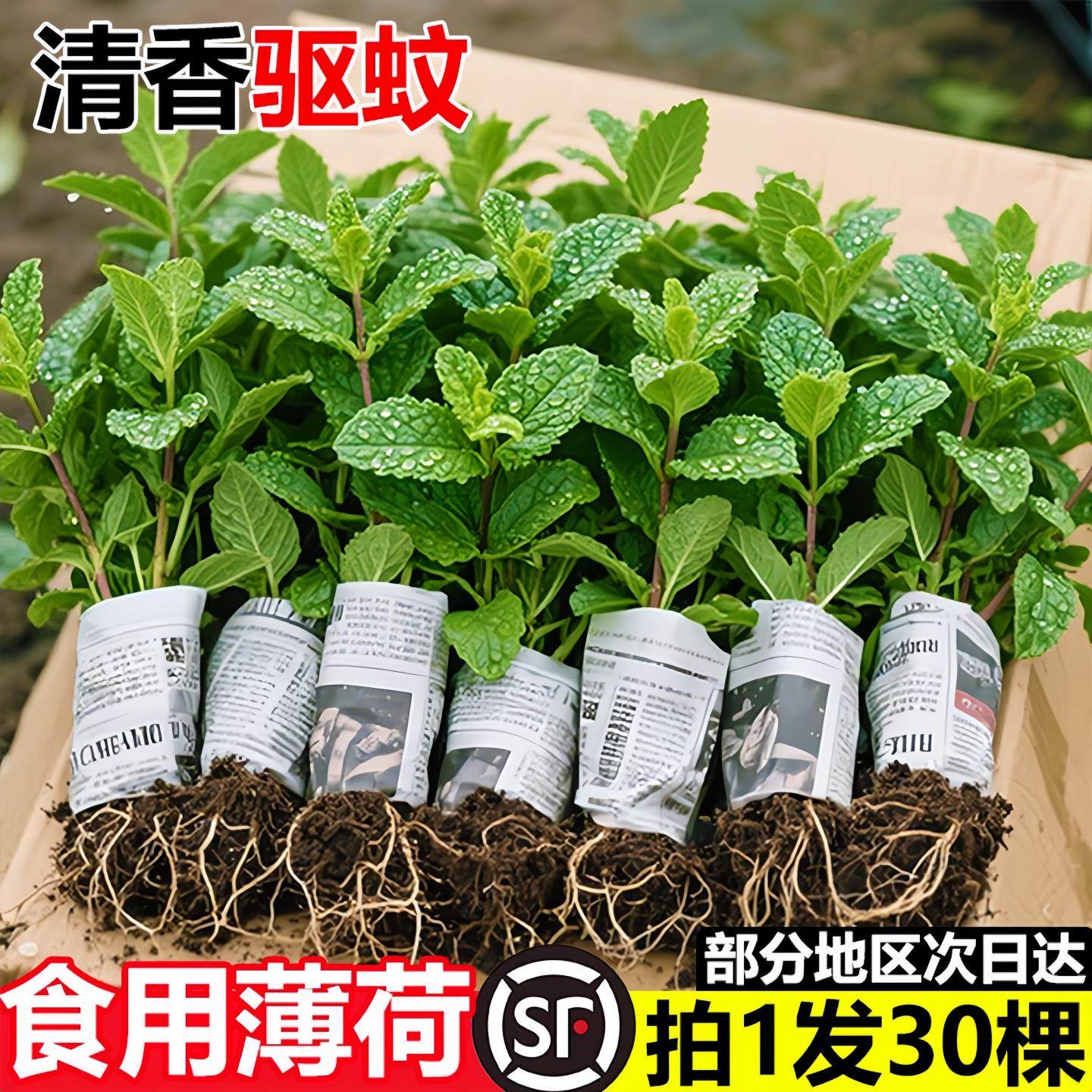 薄荷苗可食用薄荷耐寒正宗可吃用薄荷叶苗驱蚊草花卉室内阳台