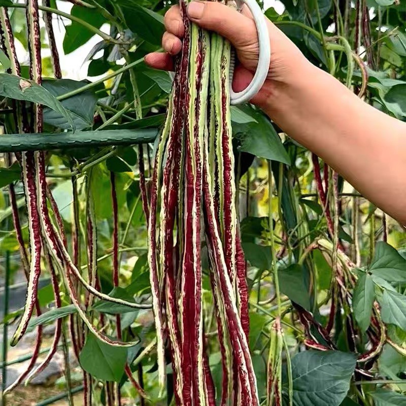 老品种花红豹豇豆种子四季耐热肉厚长豆角种籽红豆角四季蔬菜籽