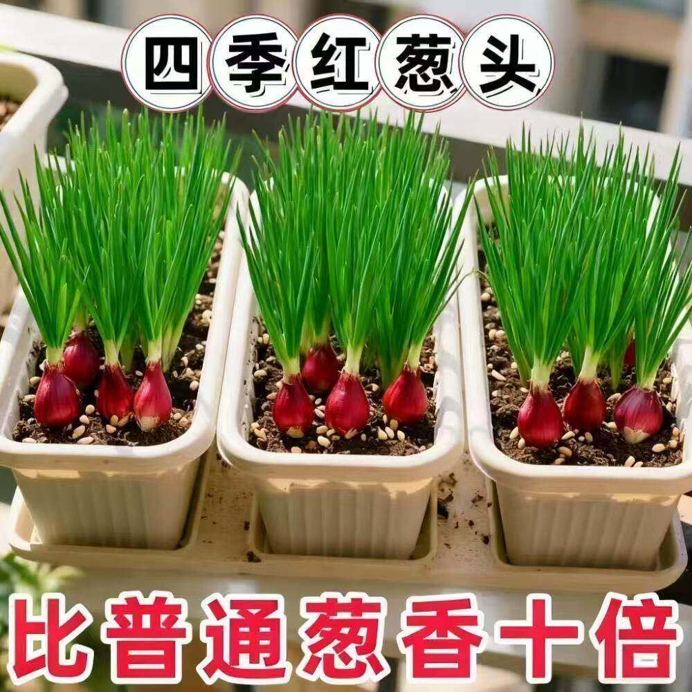 种植专用四川小香葱红葱头带芽盆栽火葱黄葱四季葱苗榨葱油干葱头