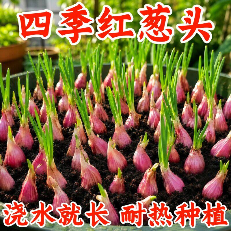 香葱葱头种农家小香葱种子四季种植红葱头火葱头盆栽阳台蔬菜种籽