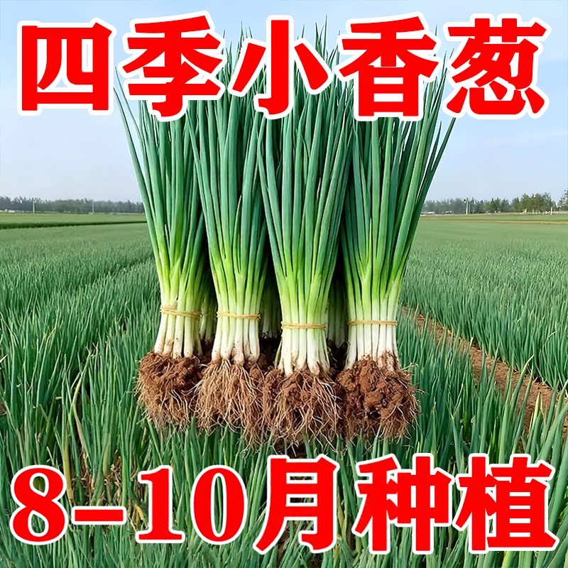 种植专用四川小香葱红葱头带芽盆栽火葱黄葱四季葱苗榨葱油干葱头
