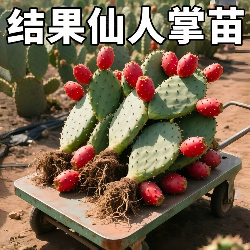 宝塔仙人掌可以开花结果的食用型红果仙人掌多肉植物盆栽米邦塔
