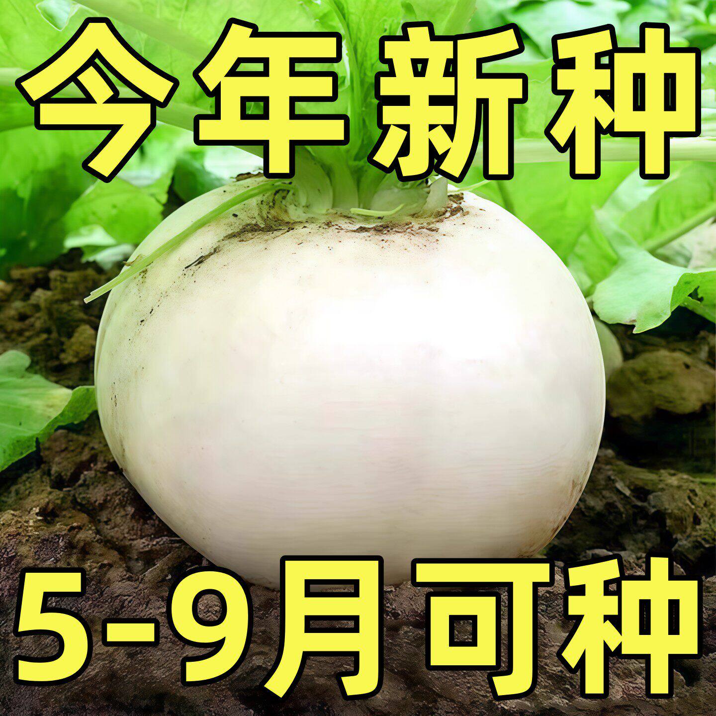 圆白萝卜种子种籽子秋四季蔬菜孑籽种春不老特大糖晶白皮冰糖水果